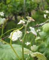 TRINCADEIRA DAS PRATAS B Imagem 1